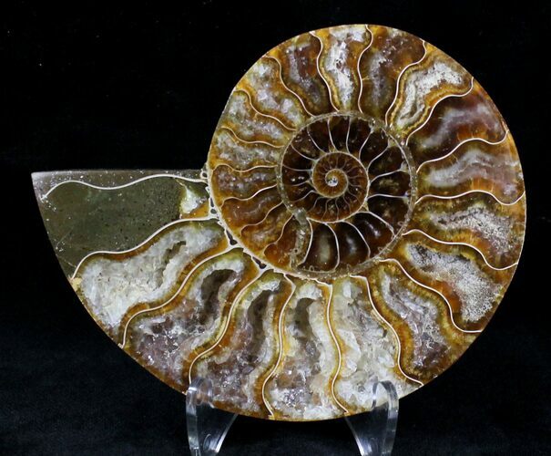 Agatized Ammonite Fossil (Half) #21275